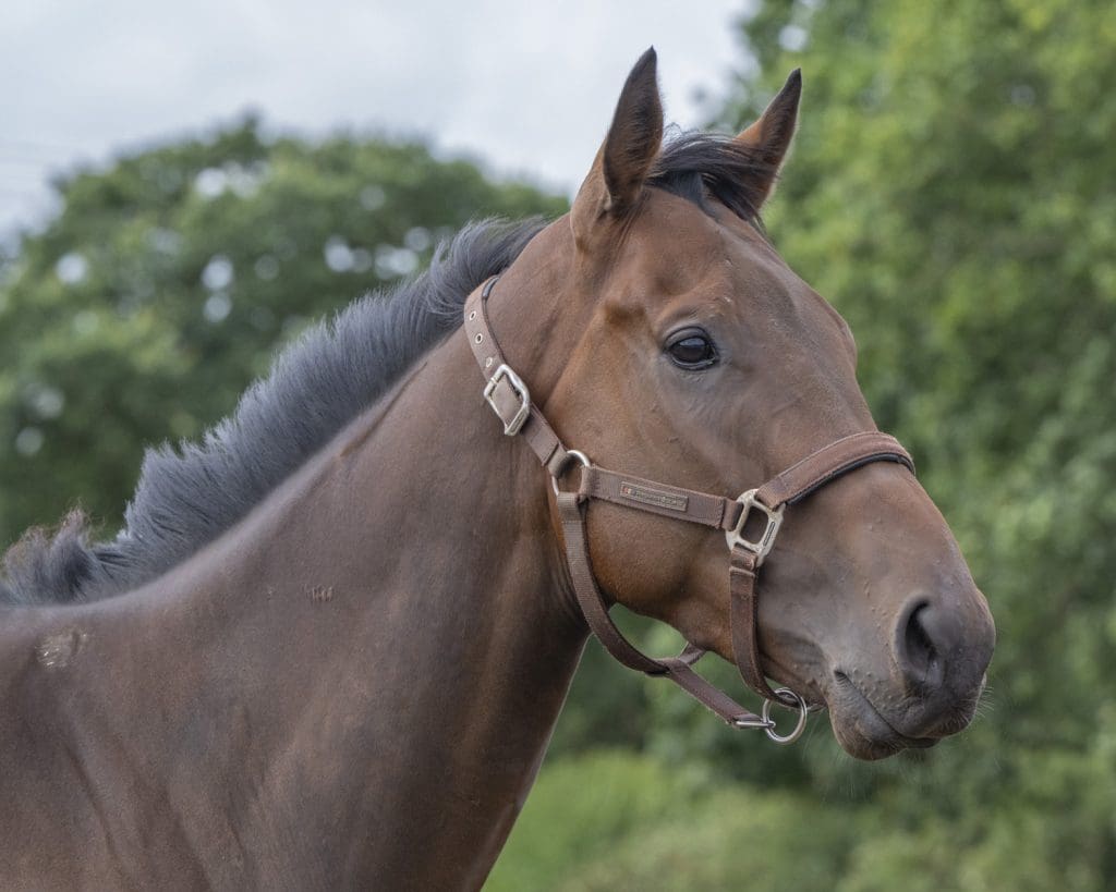 Fate's Gambit, new member of Ruth's Racing Club watches on