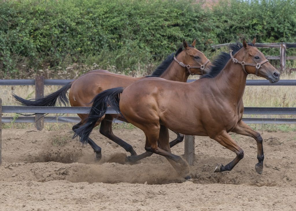 King Sharja and Rousing Encore