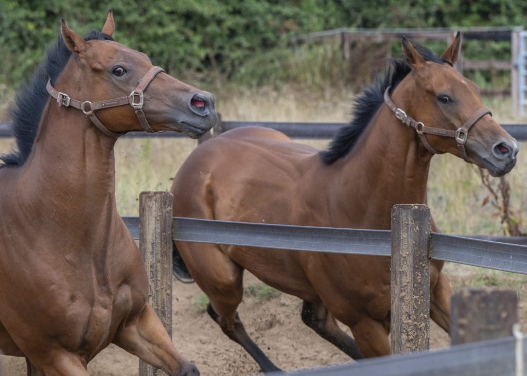 King Sharja and Rousing Encore enjoy their work
