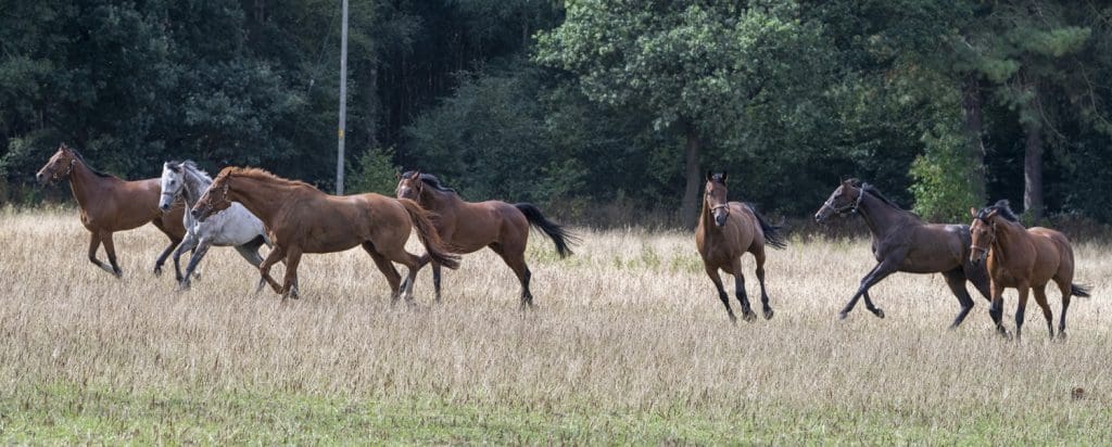 The boys enjoying stretching their legs