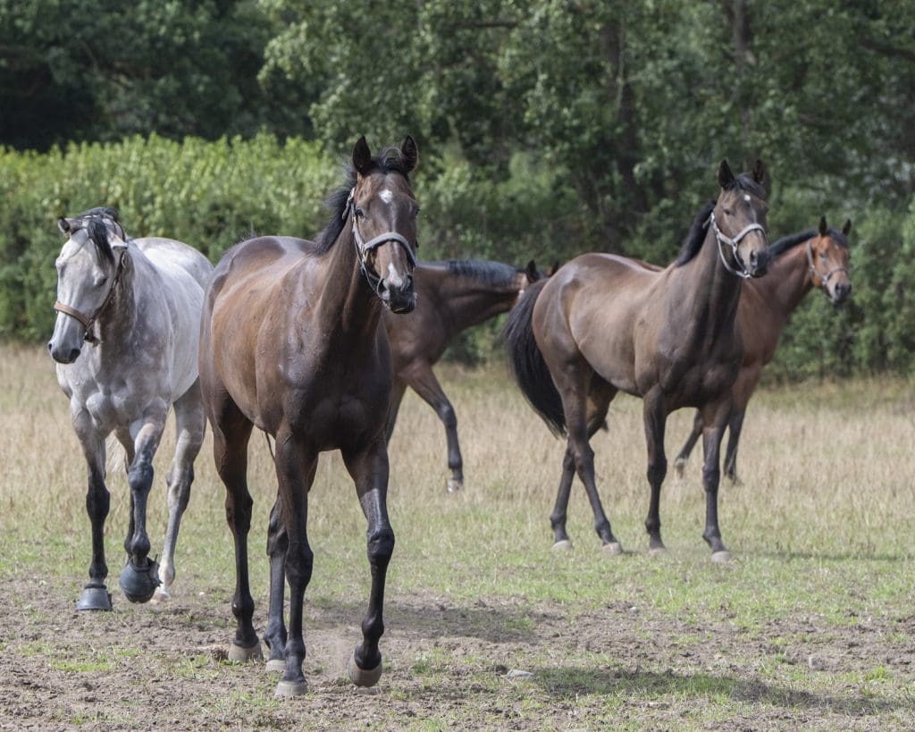 Havanagreattime, Wise Crack and Star Start