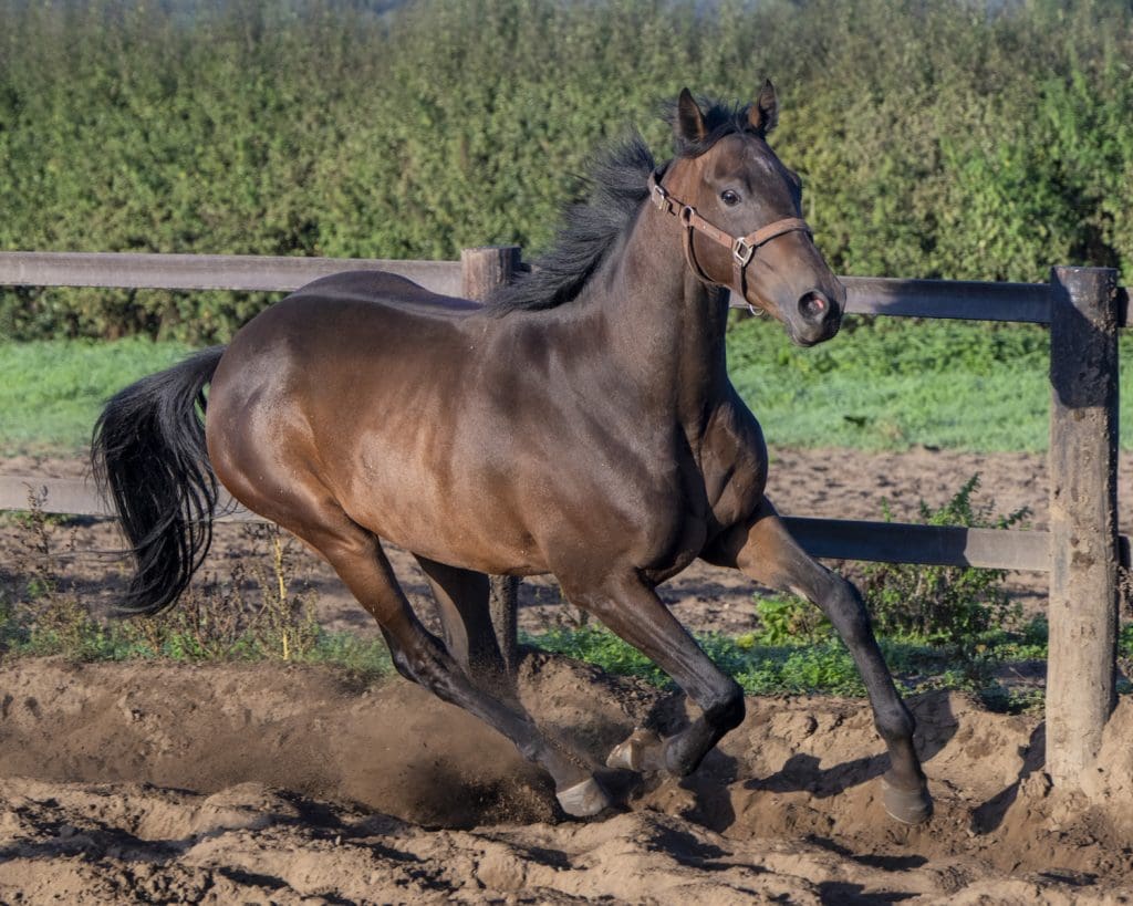 Mali Star