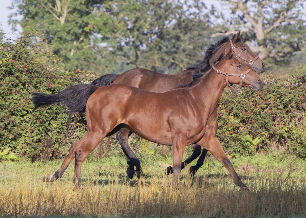 King Sharja and Mali Star