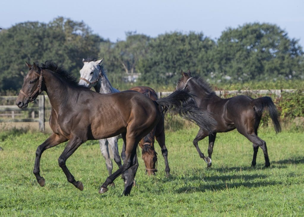 Mali Star