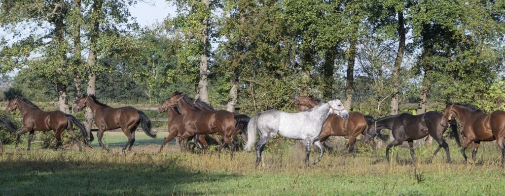 A grey always stands out!